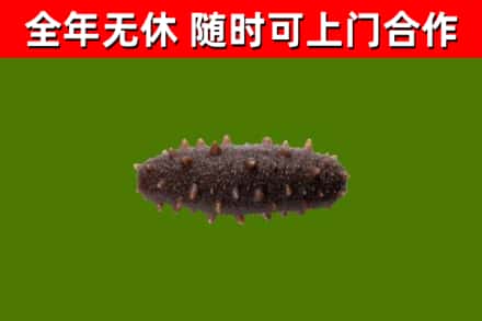 泗阳县回收海参干